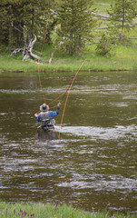 A fly fisherman standing waist deep in the Gibbon River. The orange fishing line is arcing overhead. Photographed in Yellowstone National Park. 