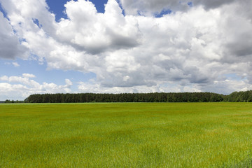 green field and blue sky