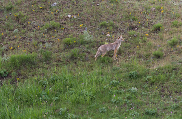 A coyote standing on a hillside with vegetation in the foreground. Photographed in Yellowstone National Park in natural light.