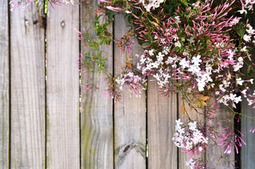 Fototapeta na wymiar Flower wooden background