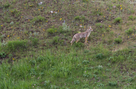A coyote standing on a hillside with vegetation in the foreground. Photographed in Yellowstone National Park in natural light.