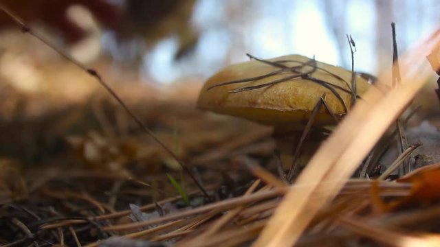 Mushrooms growing in forest. Autumn Cep Mushrooms. Mushrooms Picking.
