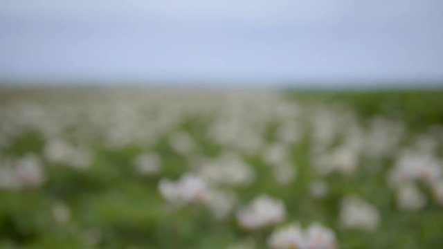 Huerta org&aacute;nica