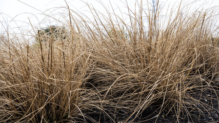 Fototapeta na wymiar Yellow dry grass