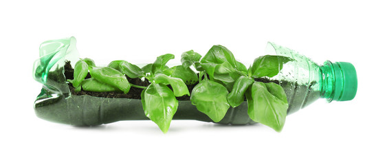 Young green basil growing in plastic bottle isolated on white. Recycling garbage concept