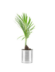 Young palm tree in tin can isolated on white. Recycling garbage concept