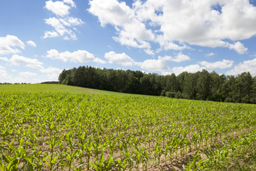 Fototapeta na wymiar Field with corn