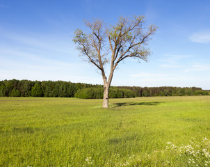 Fototapeta na wymiar Tree in the field