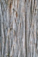 old juniper tree texture