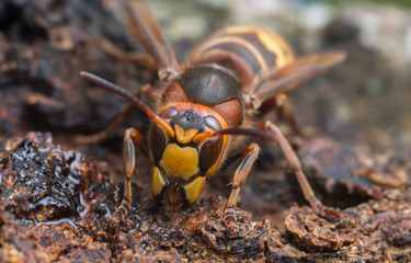 Macro photo of an european hornet, Vespa crabro feeding on sap on oak