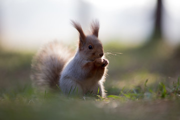 Cute squirrel seat on grass at park, forrest at sunny day