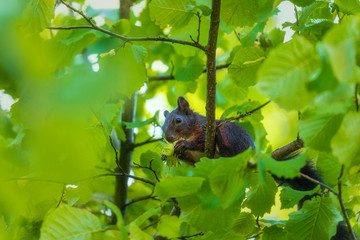 Eichhörnchen