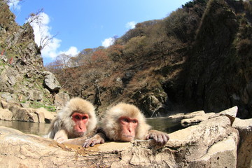 温泉に入浴中のニホンザル（Snow Monkey）