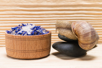 snail sits on a rock and looks at salt for spa treatments
