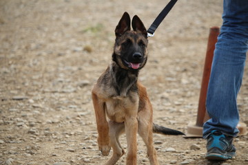 chiot berger allemand malinois