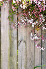 Flower wooden background