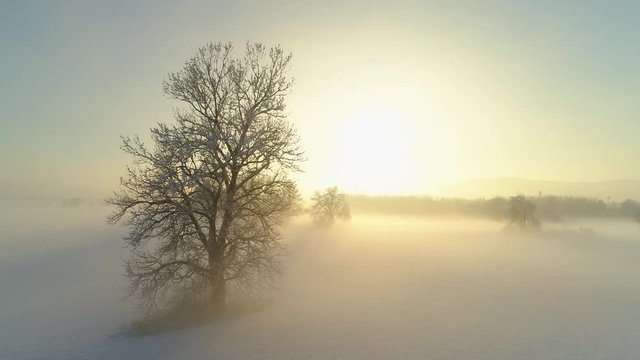 Aerial flying around bare frozen tree on magical misty morning in winter