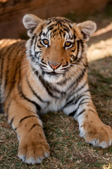 Fototapeta na wymiar Young tiger relaxing