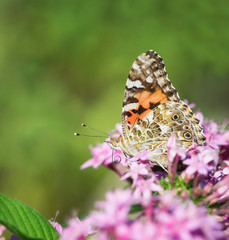Fototapeta na wymiar Painted Lady butterfly (Vanessa cardui) with curled proboscis on pink Pentas flowers. Natural green background with copy space.