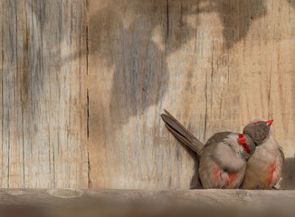 Common Waxbill or Red Masked Finch in love