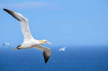 Northern Gannet flying at Bonaventure Island