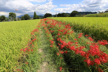大和路の秋景色