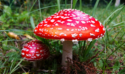Obraz premium Two Fly agaric or fly Amanita mushrooms