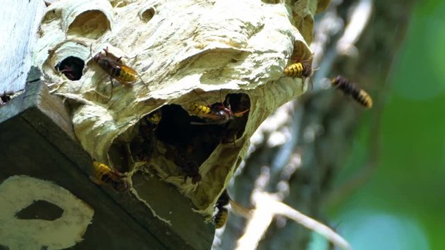 Hornissen auf Hornissennest, Zeitlupe