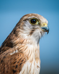 Kestrel
