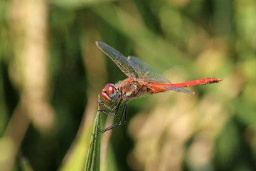 Libélula (Anisoptera) del mediterráneo en una rama