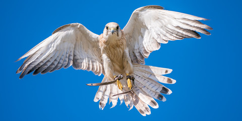 Australian Kestrel