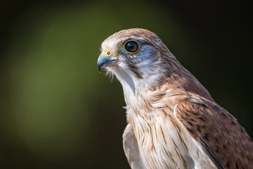 Australian Kestrel