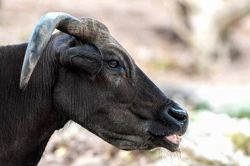 Close up of a buffalo on blurred background.