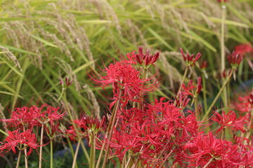 大和路の秋景色