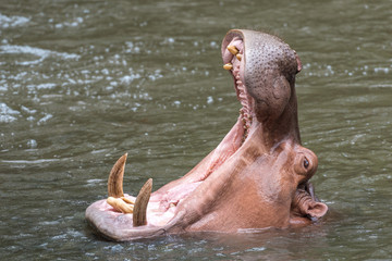 Portrait of a Hippopotamus open mouth on the water.