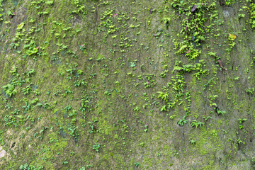 Cliff wall with moss fern.