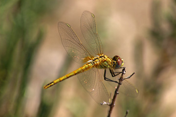 Libélula (Anisoptera) del mediterráneo en una rama