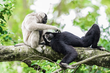 Monkeys are playing on a tree.