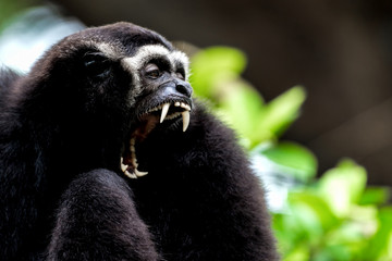 Monkey is threatening the enemy.