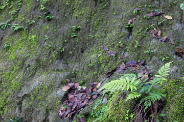 Cliff wall with moss fern.