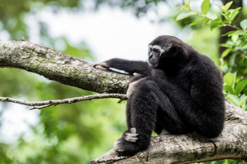 Portrait of a Monkey sitting on a tree.