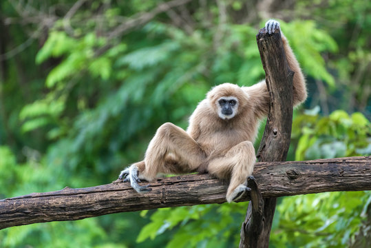 Portrait of a Monkey sitting on a log.