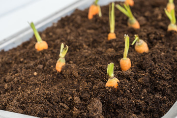 baby carrot growth in soil