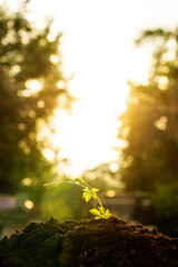 baby ivy gourd in soil with sun ray background. local vegetable for soup in thailand