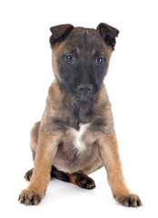 puppy malinois