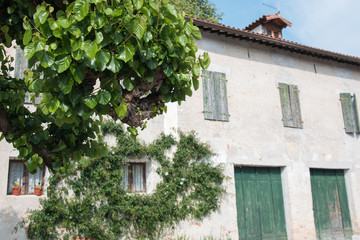 Countryside residence. Park and garden plants
