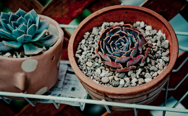 Cactus in earthenware