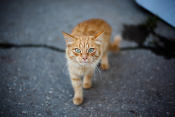 Red-headed cat