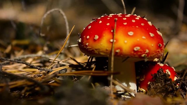 Close-up picture of a Amanita poisonous mushroom in nature. Toadstool, close up of a poisonous mushroom in the forest with copy space.