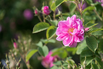 Walking in the garden of ancient roses
